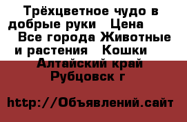 Трёхцветное чудо в добрые руки › Цена ­ 100 - Все города Животные и растения » Кошки   . Алтайский край,Рубцовск г.